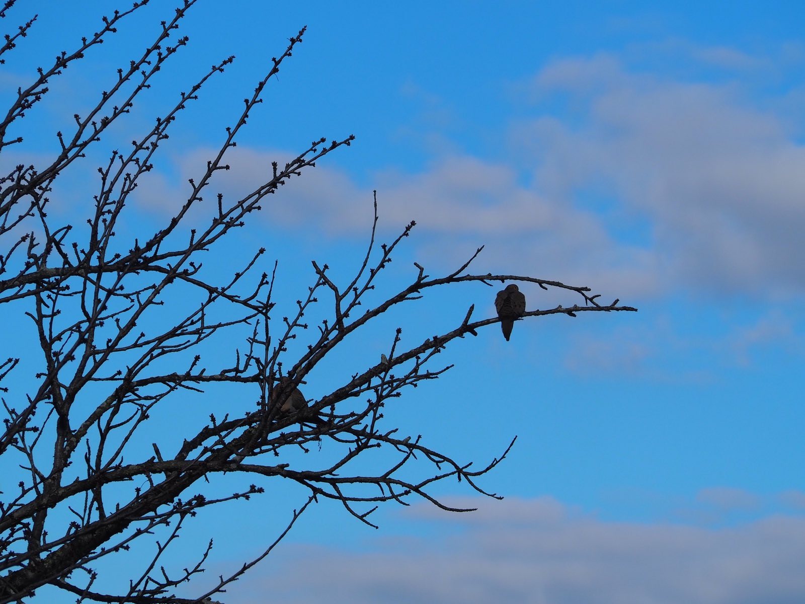 A bird perched in a bare tree against a blue sky.