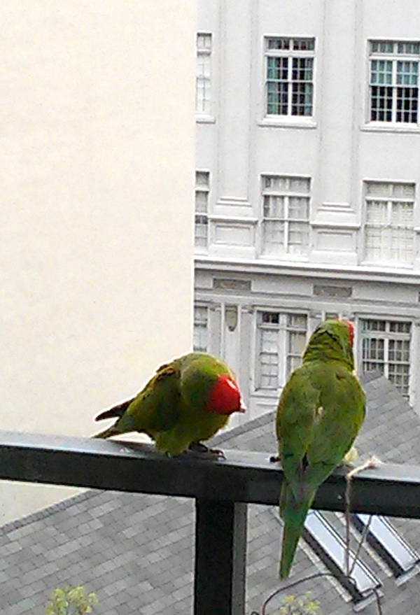 A visit from San Francisco’s wild parrots
